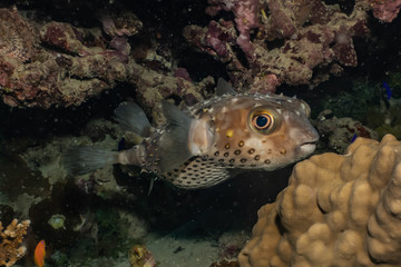 Fish swim in the Red Sea, colorful fish, Eilat Israel