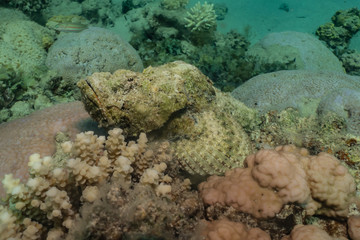 Scorpion fish Amazing camouflage in the Red Sea, Eilat Israel