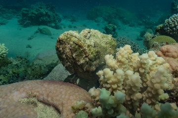 Scorpion fish Amazing camouflage in the Red Sea, Eilat Israel