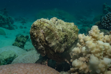 Scorpion fish Amazing camouflage in the Red Sea, Eilat Israel