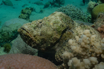 Scorpion fish Amazing camouflage in the Red Sea, Eilat Israel
