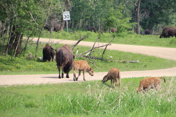 Young Bison On The Road, Elk Island National Park, Alberta