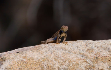 A Colorful Lizard Getting It's Daily Dose of Sun