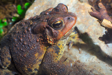 brown toad wildlife environment forest frog nature