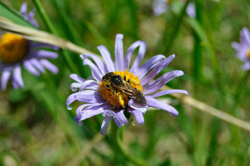 Bee collects pollen from a flower