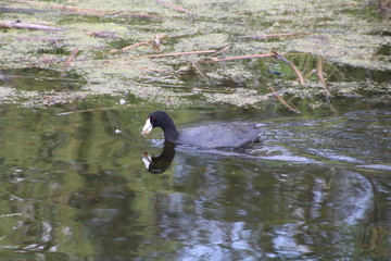 American Coot On The Water, Elk Island National Park, Alberta