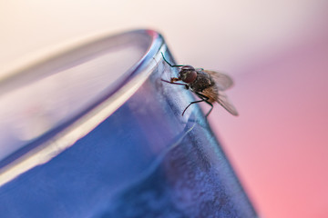 fly