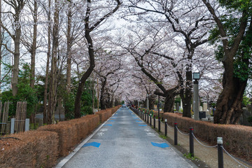 Cherry blossom festival at Aoyama Cemetery. Aoyama Cemetery is a popular spot during spring season