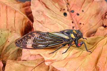 Cicada : Blue butterfly-wings cicada (Distantalna splendida) is a cicada species from southeast Asia (Thailand, Myanmar and India) Butterfly cicadas with broad multicolor wings.