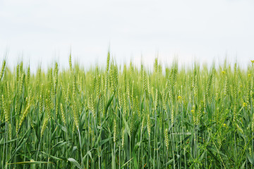 green grass on a white background