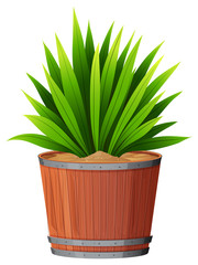 A green plant in pot