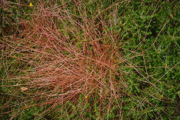 Coomon Dodder