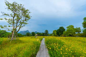 wooden bridge with yellow cosmos flower field