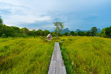 Fototapeta na wymiar Many tourists visit the yellow cosmos flowers blooming with wooden bridge in Lopburi, Thailand