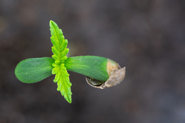 Cannabis Seedling Macro, Top view