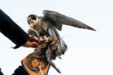 man holding a falcon before using it to hunt birds in a forest