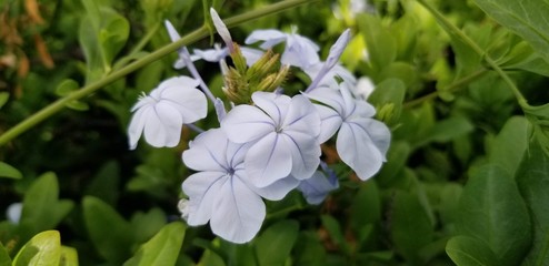 flowers in the garden