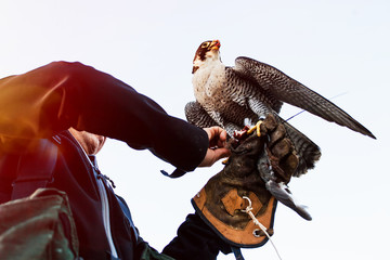 man holding a falcon before using it to hunt birds in a forest