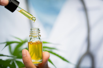 cbd hemp oil, doctor hand hold and offer to patient medical marijuana and oil., legal light drugs...