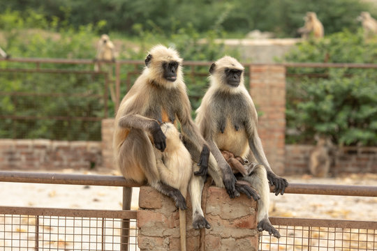 Monkey or Langoor