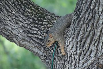 Squirrel in tree 2