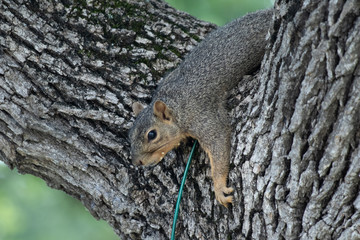 Squirrel in tree