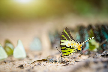 Fototapeta premium Butterflies eat minerals from the ground.