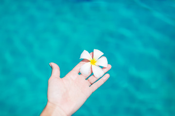 Fototapeta premium Female hand holding plumeria frangipani flower in swimming pool. Summer vacation, Travel, holiday, tropical concept background