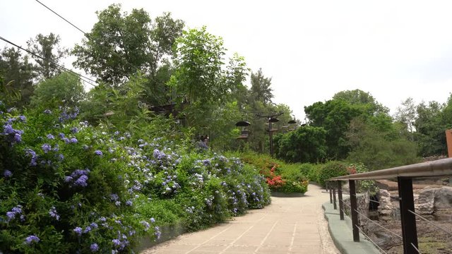 El telef&eacute;rico est&aacute; pasando por una zona de muchas plantas.