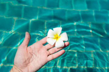 Female hand holding plumeria frangipani flower in swimming pool. Summer vacation, Travel, holiday, tropical concept background