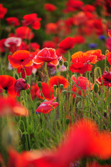 ポピー　ポピー畑