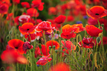 Obraz premium ポピー ポピー畑