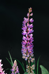 lupinus not ordinary mountain flowers