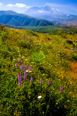 Mt. St. Helens And Wildflowers