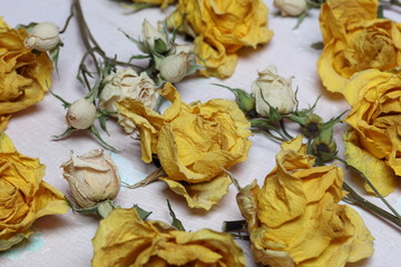 Dried flowers of yellow and white roses. On an old background with peeling paint.