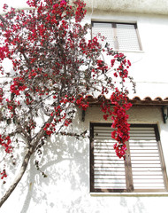 Red flowers on a flowering tree next to a house painted white, typical Greek.