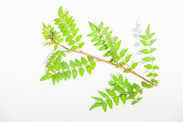 日本産ハーブ 山椒の新芽 Wall Mural Wallpaper Murals Saraju 日本産ハーブ 山椒の新芽 Wall Mural Wallpaper Murals Saraju