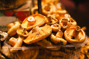 robellons mushrooms or rovellons buds