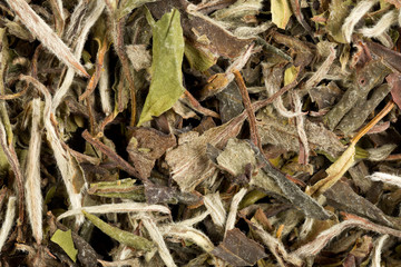 Macro texture background of dried, raw white tea leaves frame filling flat lay from above
