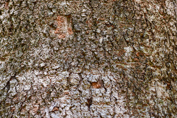 Tree bark background.
