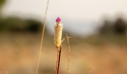 Grass Flower