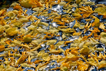 Dense golden shower tree petal on a water surface