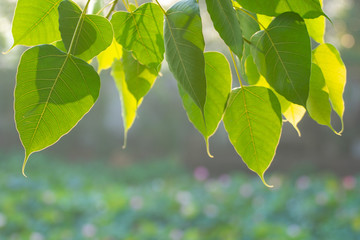 Fototapeta na wymiar Green Bo leaf with Sunlight in the morning, Bo tree representing Buddhism in thailand.
