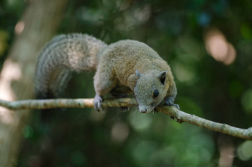Grey-bellied squirrel in forest
