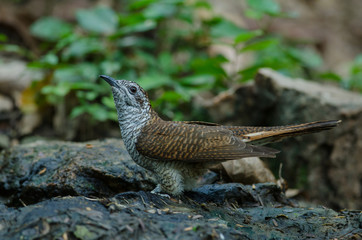 Banded Bay Cuckoo in nature
