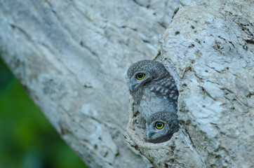 Spotted owlet (Athene brama)