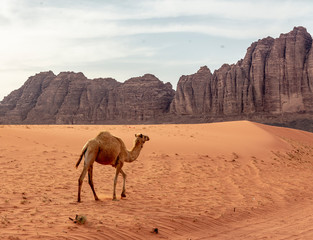 Lone Wild Camel Walks Across the Sand Near Wadi Rum.