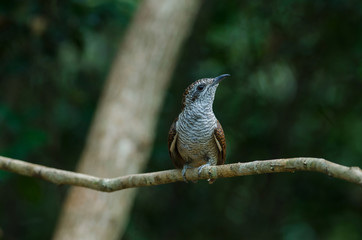 Banded Bay Cuckoo in nature