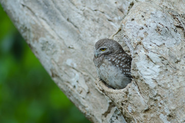 Spotted owlet (Athene brama)