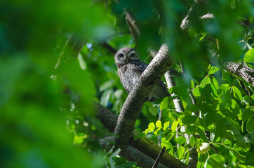Spotted owlet (Athene brama)